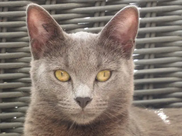 chatte lost   83500 La Seyne-sur-Mer Yuki