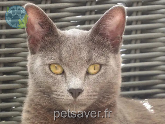 Katze vermisst 83500 La Seyne-sur-Mer Yuki Katze lost 83500 La Seyne-sur-Mer Yuki