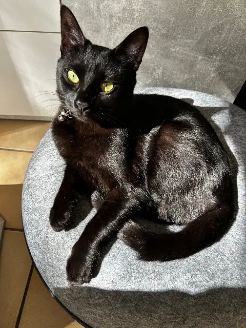 chatte lost   83400 Hyères Yuna