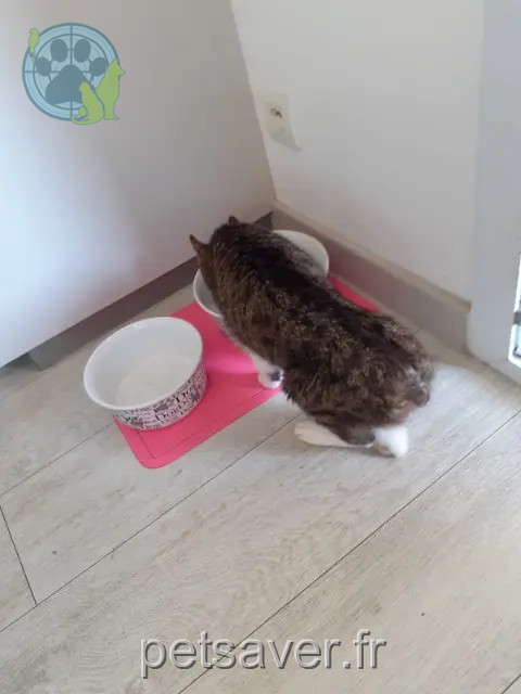 cat lost Fréjus Zelda cat lost Fréjus Zelda