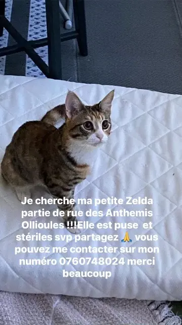 chatte lost   83190 Ollioules Zelda