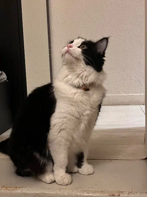 chatte lost    Saint-Raphaël Zina