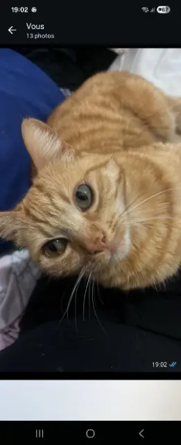 chatte lost   83136 Rocbaron Zora