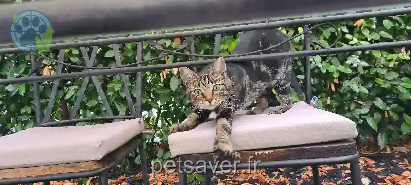 Chatte Perdue 83 Var - Zé Chatte Perdue 83 Var - Zé