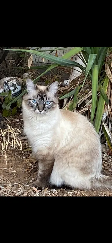 Chatte Perdue 83 Var Chatte Perdue 83 Var