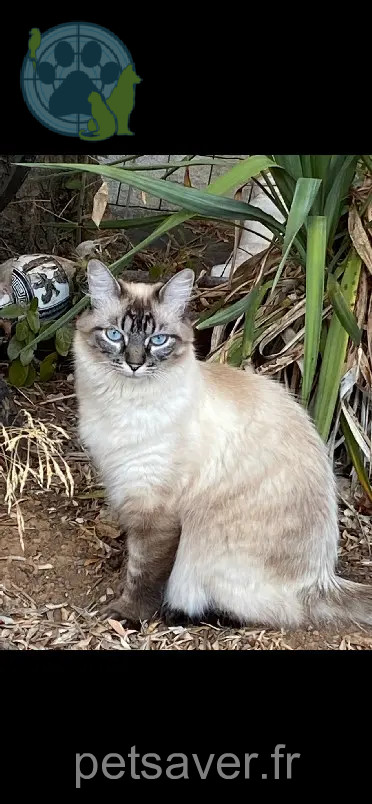 Chatte Perdue 83 Var Chatte Perdue 83 Var