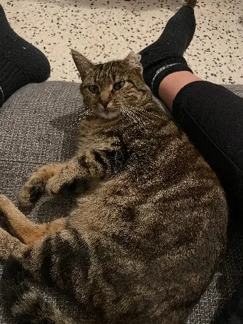 Chatte Perdue 84 Vaucluse Chatte Perdue 84 Vaucluse