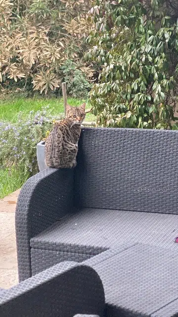 chatte lost   84300 Taillades Andorra