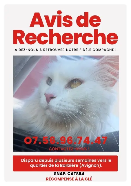 chatte lost    Avignon Angela