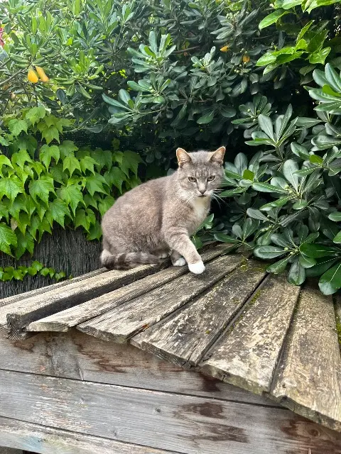 cat lost    Avignon Chataigne