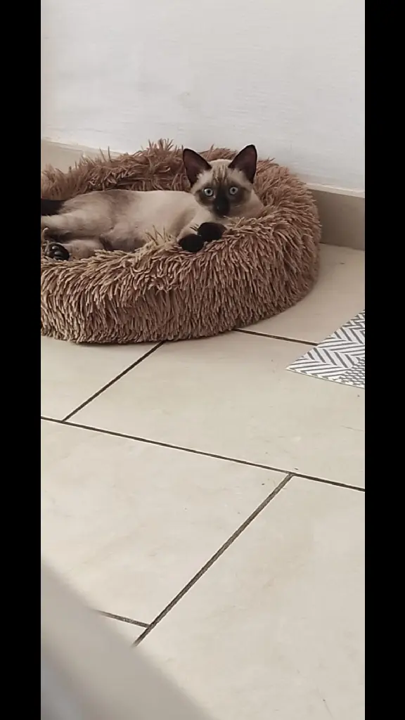 Chatte Perdue 84 Vaucluse Avignon - Hoshi Chatte Perdue 84 Vaucluse Avignon - Hoshi