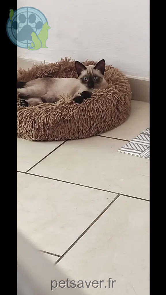 Chatte Perdue 84 Vaucluse Avignon - Hoshi Chatte Perdue 84 Vaucluse Avignon - Hoshi