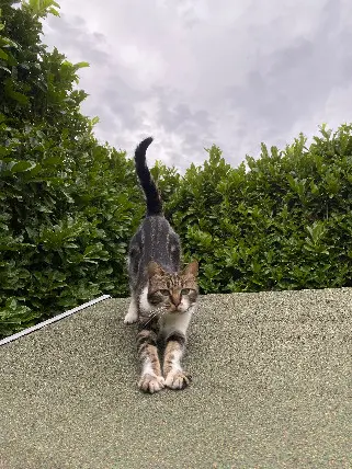 Chatte Perdue 84 Vaucluse Avignon - Mowglie Chatte Perdue 84 Vaucluse Avignon - Mowglie