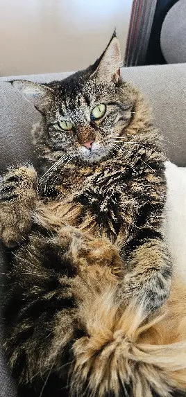 Chatte Perdue 84 Vaucluse Avignon - Ohana Chatte Perdue 84 Vaucluse Avignon - Ohana