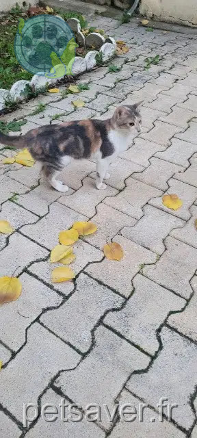 Katze vermisst 84000 Avignon Potatoes Katze lost 84000 Avignon Potatoes