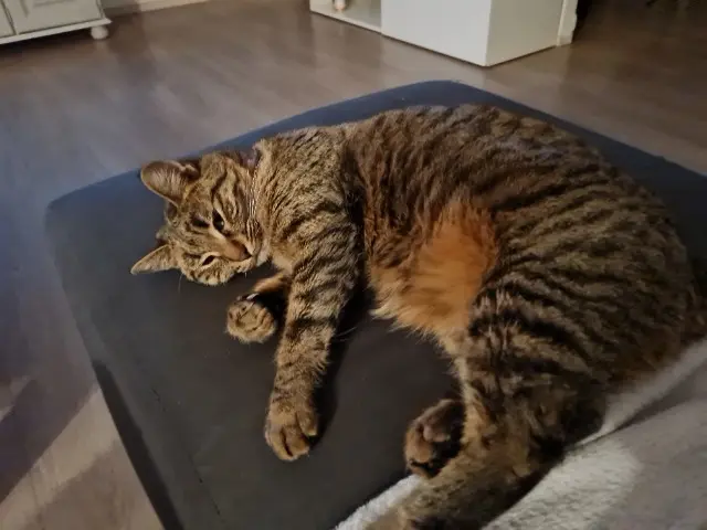 chatte lost    Avignon Rubis