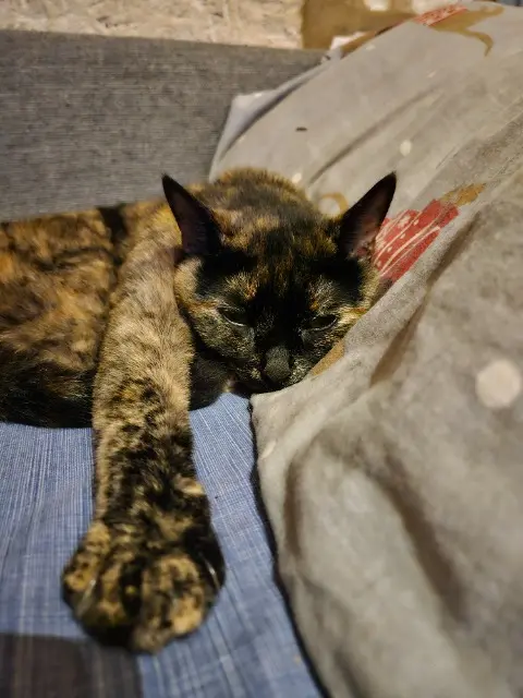 chatte lost    Avignon Sarabi