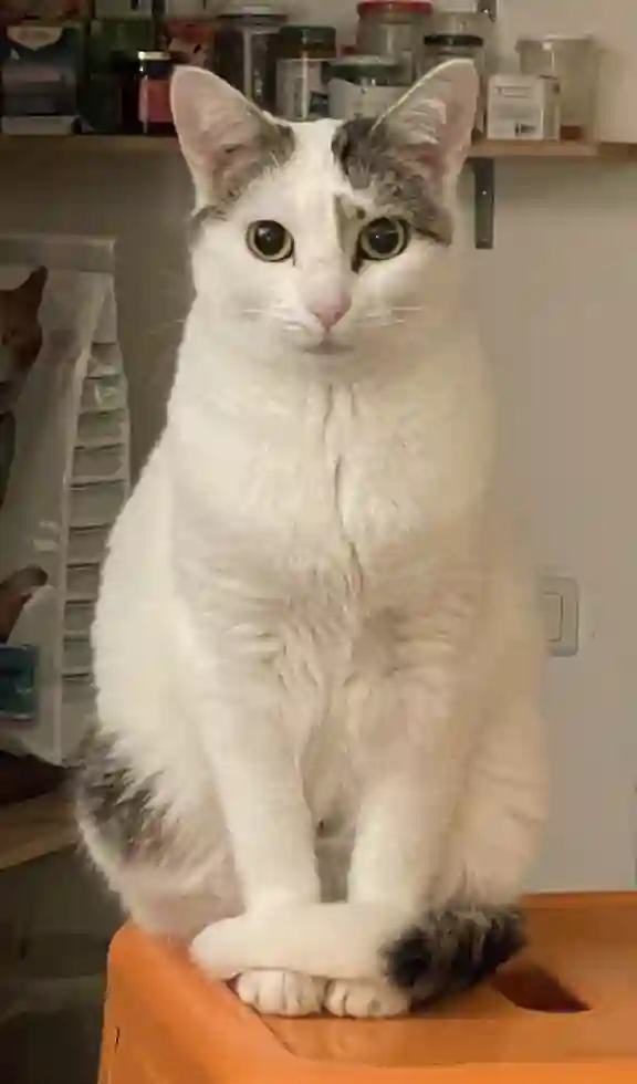 Chatte Perdue 84 Vaucluse Avignon - Simone Chatte Perdue 84 Vaucluse Avignon - Simone