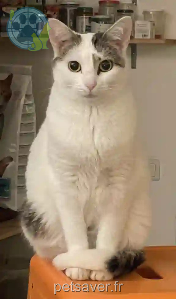 Chatte Perdue 84 Vaucluse Avignon - Simone Chatte Perdue 84 Vaucluse Avignon - Simone