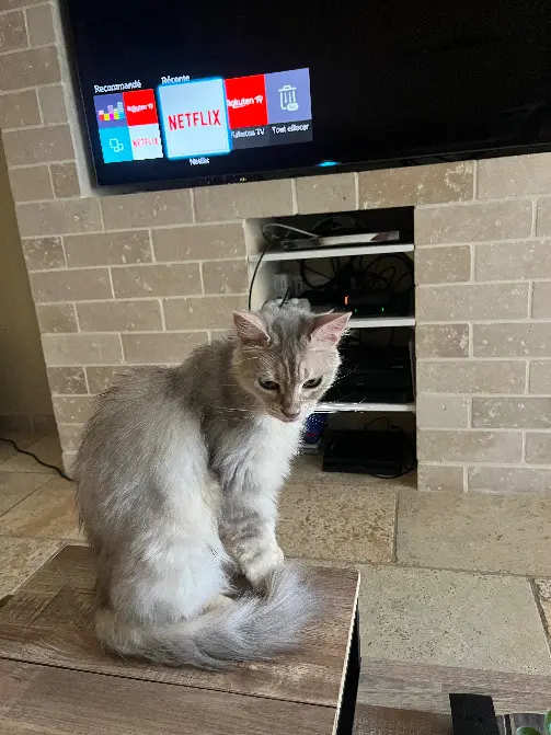 Chatte Perdue 84 Vaucluse Avignon - Toufi Chatte Perdue 84 Vaucluse Avignon - Toufi