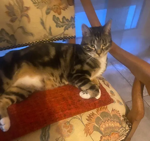 chatte lost   84100 Orange Bahia