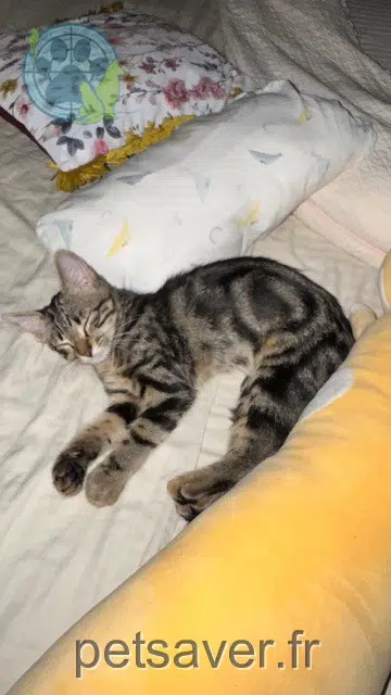 chatte lost 84270 Vedène Beca