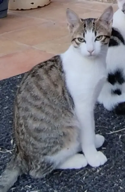 chatte lost   84390 Sault Bonny