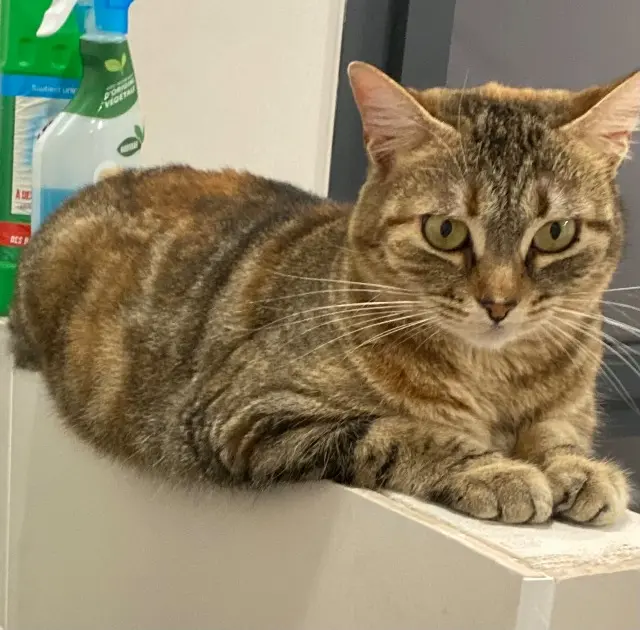 chatte lost   84500 Bollène Coquillette