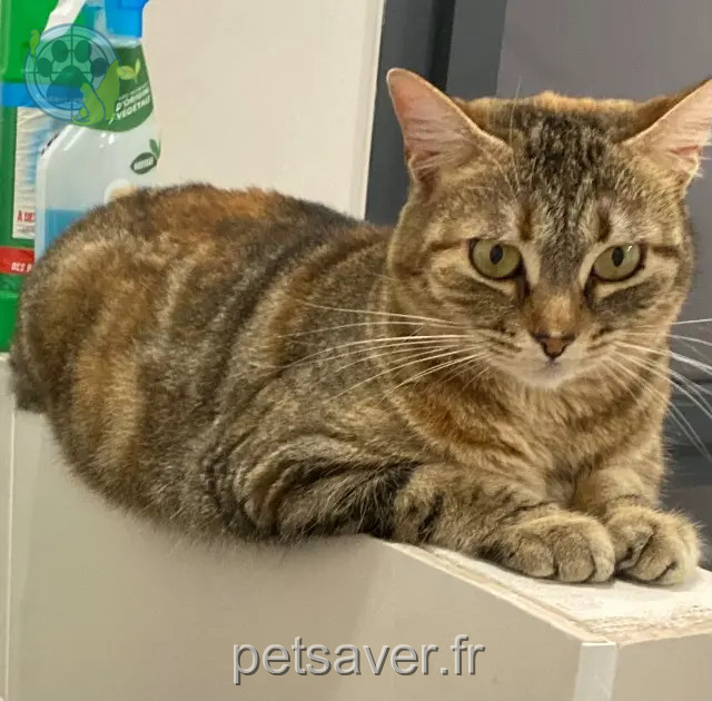 gata perdida 84500 Bollène Coquillette gata lost 84500 Bollène Coquillette