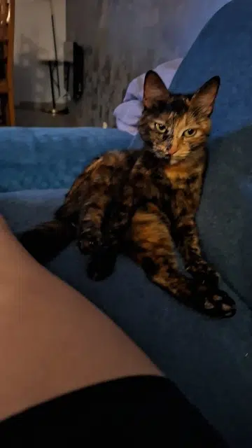 chatte lost   84150 Violès Câline