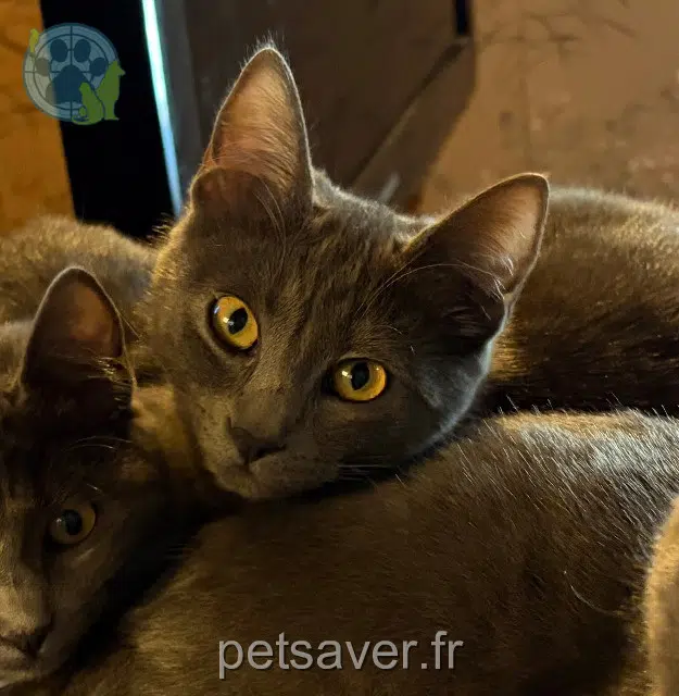 chatte lost   84310 Morières-lès-Avignon Câline