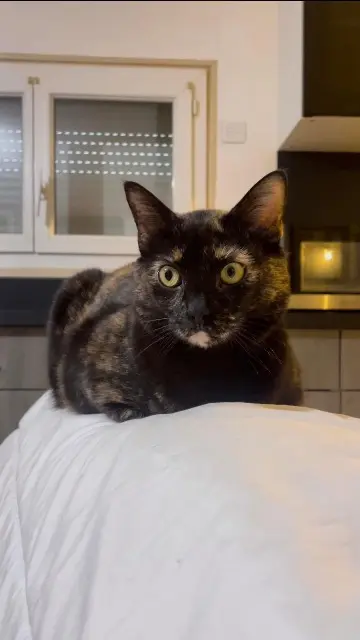 chatte lost   84420 Piolenc DYNA