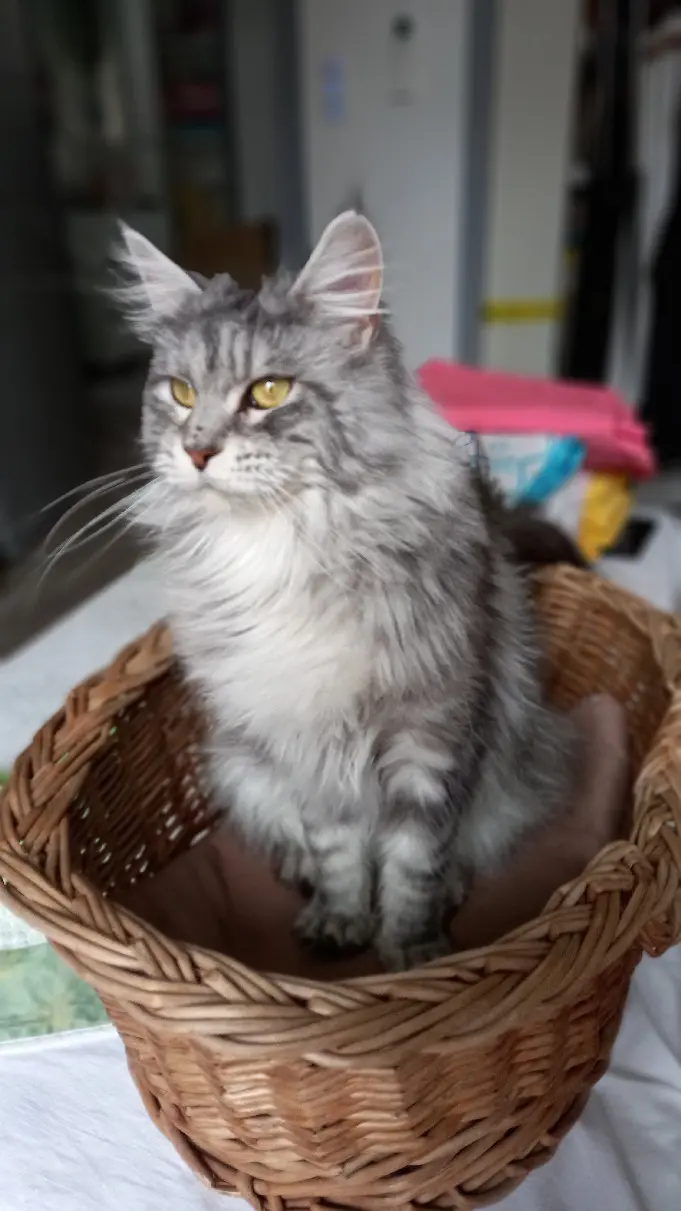 Chatte Perdue 84 Vaucluse Chatte Perdue 84 Vaucluse