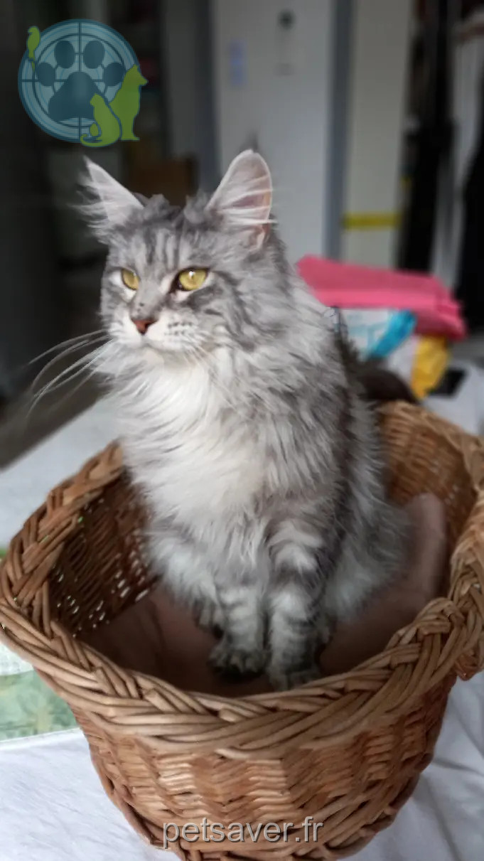 Chatte Perdue 84 Vaucluse Chatte Perdue 84 Vaucluse