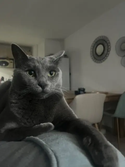 chatte lost   84330 Caromb June