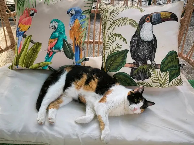 chatte lost   84450 Saint-Saturnin-lès-Avignon Lili