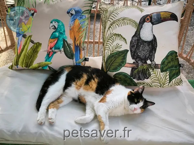 gata perdida 84450 Saint-Saturnin-lès-Avignon Lili gata lost 84450 Saint-Saturnin-lès-Avignon Lili