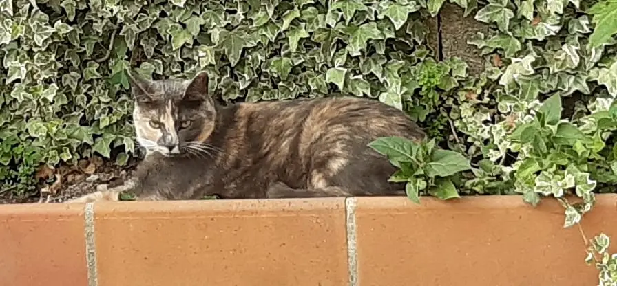 Chatte Perdue 84 Vaucluse - Lina Chatte Perdue 84 Vaucluse - Lina