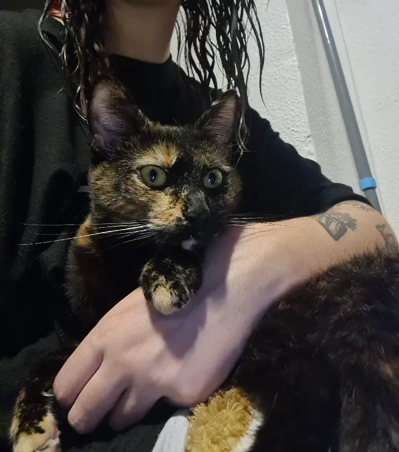 Chatte Perdue 84 Vaucluse - Luna Chatte Perdue 84 Vaucluse - Luna