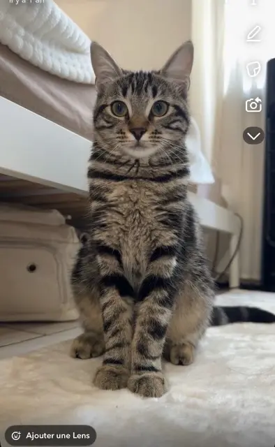 chatte lost   84300 Cavaillon Luna