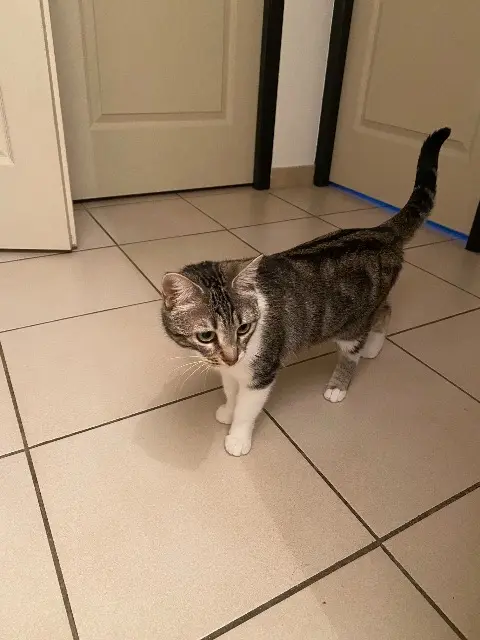 chatte lost   84220 Cabrières-d'Avignon Mia