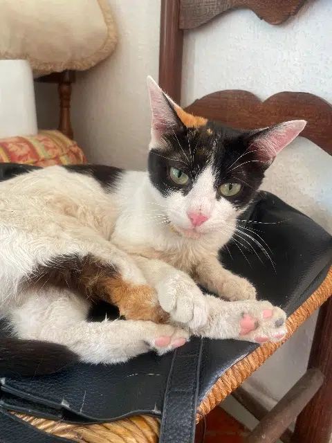 chatte lost   84260 Sarrians Mila