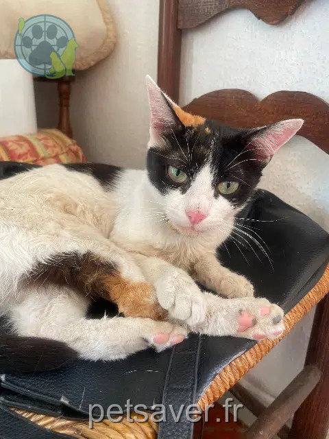 kat vermist 84260 Sarrians Mila kat lost 84260 Sarrians Mila