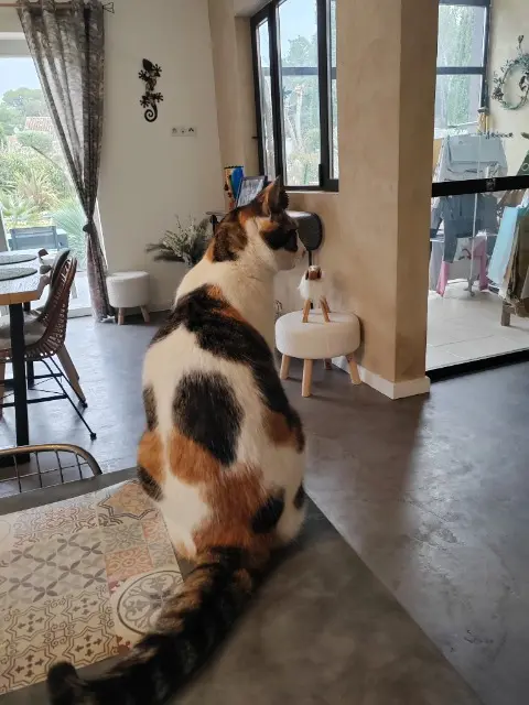 chatte perdue 84300 Taillades Minette chatte lost 84300 Taillades Minette