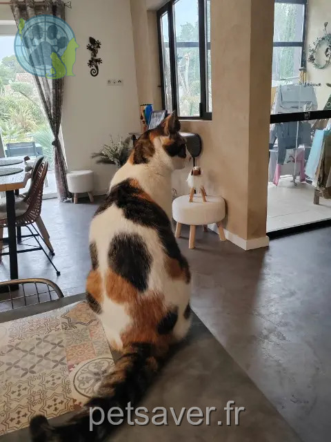 cat lost 84300 Taillades Minette cat lost 84300 Taillades Minette