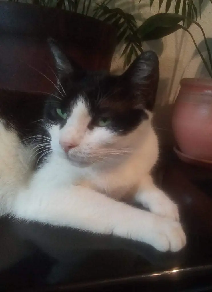 Chatte Perdue 84 Vaucluse - Minnie Chatte Perdue 84 Vaucluse - Minnie
