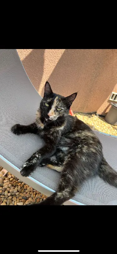 Chatte Perdue 84 Vaucluse - Molly Chatte Perdue 84 Vaucluse - Molly
