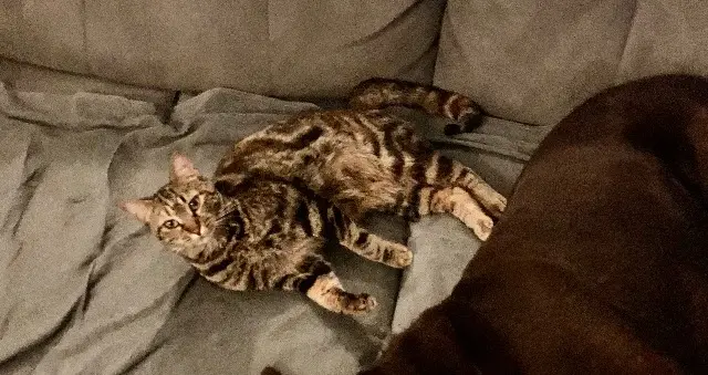 chatte lost   84210 Pernes-les-Fontaines Nala