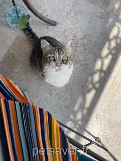 cat lost   84200 Carpentras Noisette