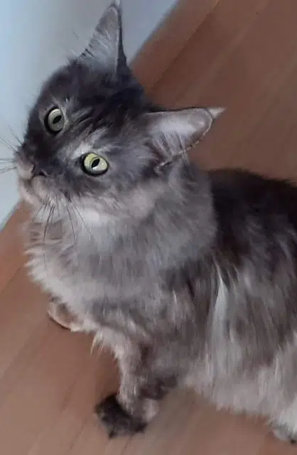 cat lost   84150 Jonquières Nouméa